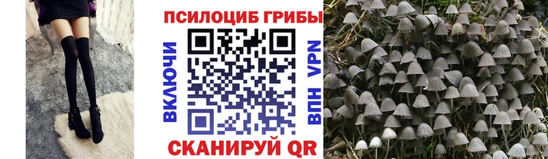 Галлюциногенные грибы Psilocybine cubensis  Кулебаки 